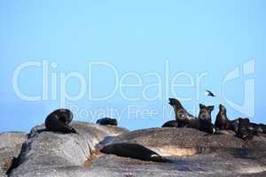 Group of sea lions on the rocks of Duiker Island
