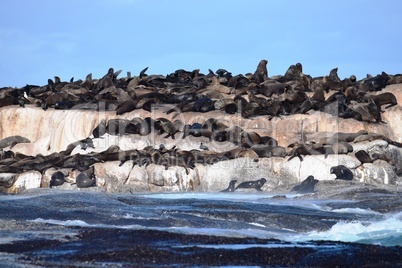 Group of sea lions on the rocks of Duiker Island