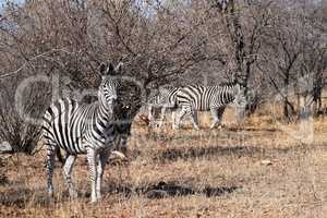 Small group of zebras grazing in Kruger National Park