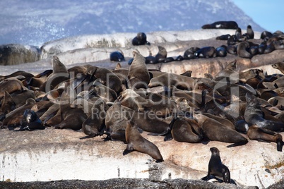 Group of sea lions on the rocks of Duiker Island