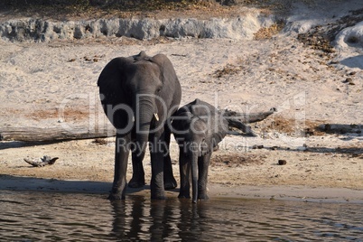 An elephant mom with her baby on the bank of the Chobe River