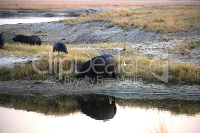A huge hippopotamus reflected in the waters of the Chobe River