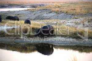 A huge hippopotamus reflected in the waters of the Chobe River