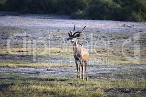 An isolated kudu antelope in Chobe National Park