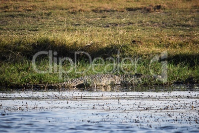 A huge crocodile on the Chobe river bank