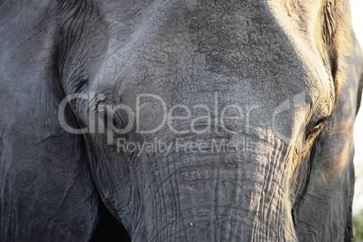 Closeup of the head of a huge elephant in Chobe National Park, Botswana