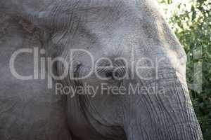 Closeup of the head of a huge elephant in Chobe National Park, Botswana