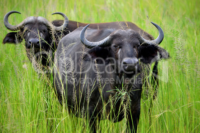 Closeup of two African buffalos grazing in the African savannah