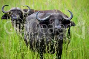 Closeup of two African buffalos grazing in the African savannah