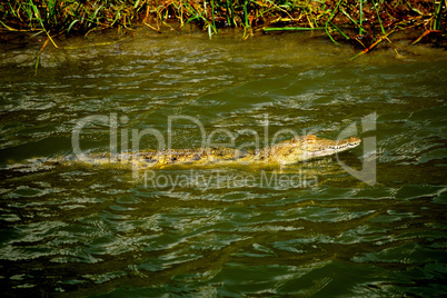 A huge crocodile in the Kazinga chanel waters