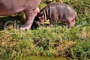 A huge hippopotamus and its cub in the Kazing chanel waters