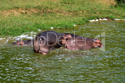 A huge hippopotamus and its cub in the Kazing chanel waters