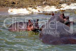 A huge hippopotamus and its cub in the Kazing chanel waters