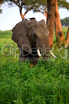 Closeup of the head of a huge elephant in Murchinson Falls National Park