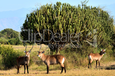 A group of bushback antelopes in Queen Elizabeth national park