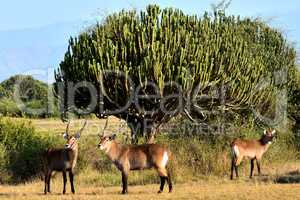 A group of bushback antelopes in Queen Elizabeth national park