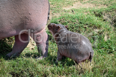 Hippopotamus cub with its mother on the banks of the Kazinga channel.