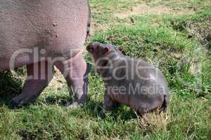 Hippopotamus cub with its mother on the banks of the Kazinga channel.