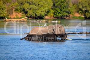 Elephant in the Zambezi River