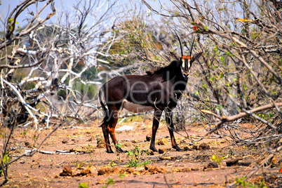 A sable antelope in Chobe National Park