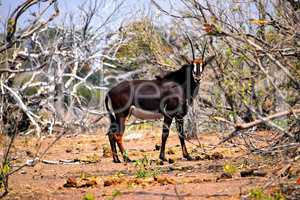 A sable antelope in Chobe National Park