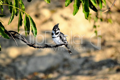 A Pied kingfisher in Chobe National Park