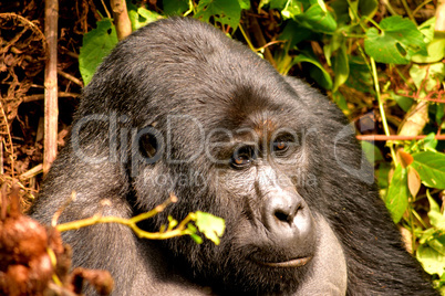 Closeup of a mountain gorilla silverback in the Bwindi Impenetrable Forest