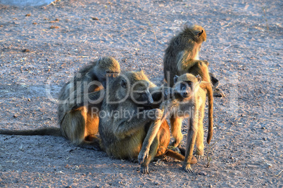 A group of baboons grooming themselves in Chobe National Park