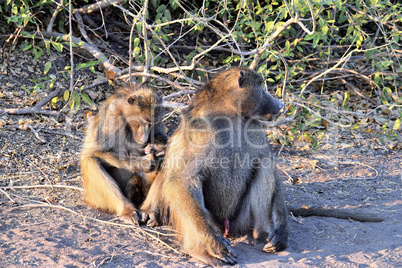 A group of baboons grooming themselves in Chobe National Park