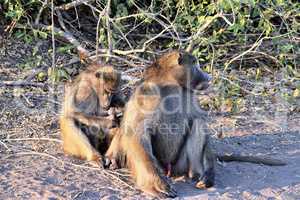 A group of baboons grooming themselves in Chobe National Park