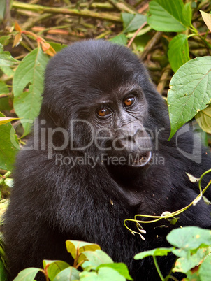 A baby mountain gorilla feeds in Bwindi Impenetrable Forest.
