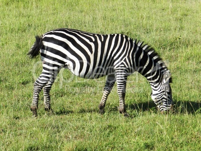 Closeup of a zebra grazing in the African savannah