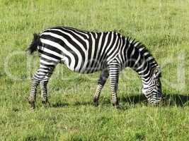 Closeup of a zebra grazing in the African savannah