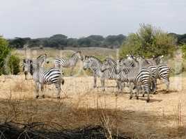 group of zebras grazing in the African savannah