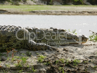 A huge crocodile on the river banks