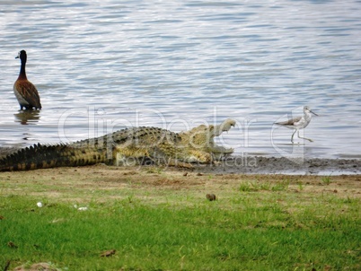 An crocodile warming up in the sunlight on the river banks