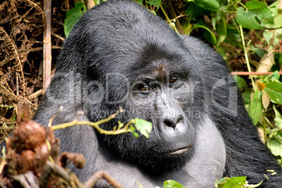 The huge silverback in Bwindi Impenetrable Forest.