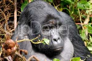 The huge silverback in Bwindi Impenetrable Forest.