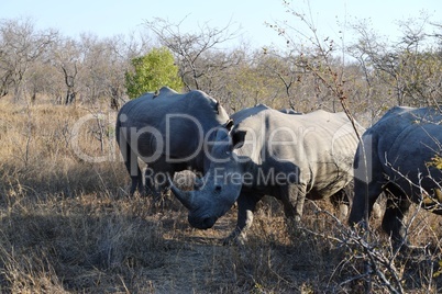Group of white rhinos in Kruger National Park