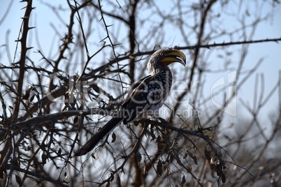 Closeup of a beautiful yellow billed hornbill resting on an acacia branch