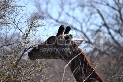 Closeup of a giraffe eating acacia leaves in Kruger National Park