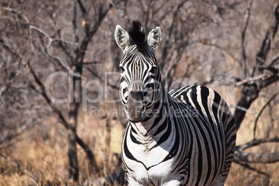 Closeup of a zebra in Kruger National Park