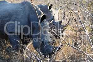 Group of white rhinos in Kruger National Park