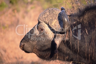 Closeup of a huge African buffalo in Kruger National Park