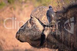 Closeup of a huge African buffalo in Kruger National Park