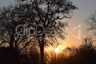 View of Kruger National Park at sunset