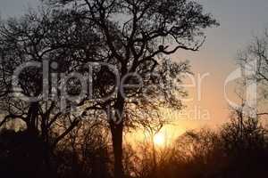 View of Kruger National Park at sunset