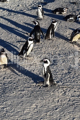 Adorable African penguins on Boulders beach, Cape Town