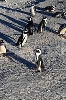 Adorable African penguins on Boulders beach, Cape Town