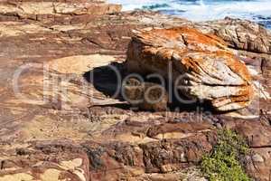 Rock hyrax warms up in the sunlight on the rocks of the Cape of Good Hope